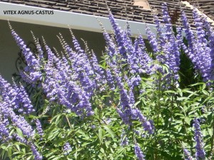 Vitex agnus-castus - blossom 